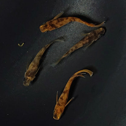 【現物】和墨リアルロングフィン赤虎系　体型・体色ホモ個体　2ペア　2511