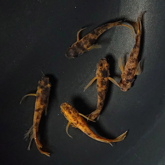 【現物】【NEW】和墨赤虎×鬼神 F3　5匹　オス3メス2　アースアイ・北辻松井遺伝子持ち　2506