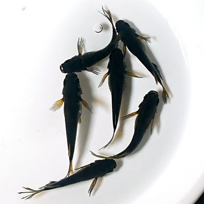 【現物】鬼神　6匹　オス4メス2　両眼アースアイ　2527