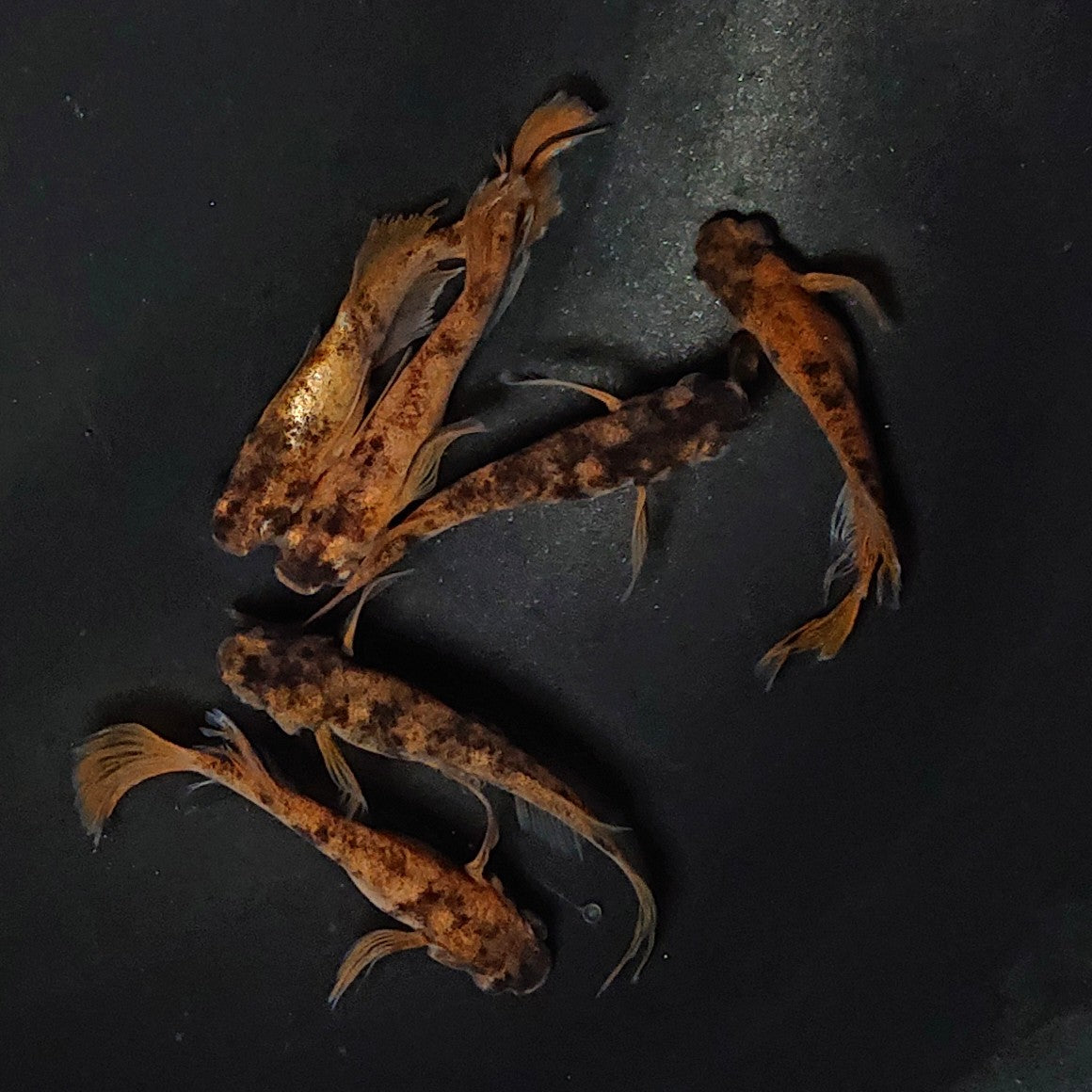 【現物】和墨赤虎×鬼神 F4　6匹　オス4メス2　オス1匹ヒカリ体型　アースアイ・北辻松井遺伝子持ち　2532