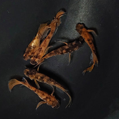【現物】和墨赤虎×鬼神 F4　6匹　オス4メス2　オス1匹ヒカリ体型　アースアイ・北辻松井遺伝子持ち　2532