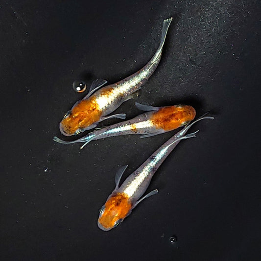 【現物イベント限定】菊銀紅玉　稚魚10匹　3724