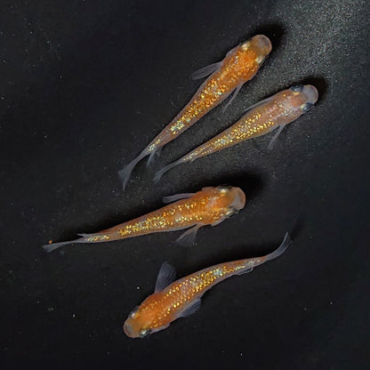 【現物】【上物】王華　2ペア　2581