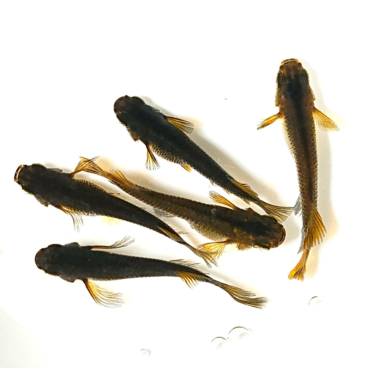 【現物出品】　カレン松井ヒレ長　メス3オス2　ｖ-8