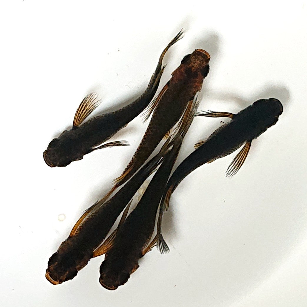 五式タイプR リアルロングフィン めだか