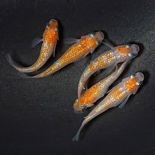 【現物】王華　5匹　オス2メス3　2705