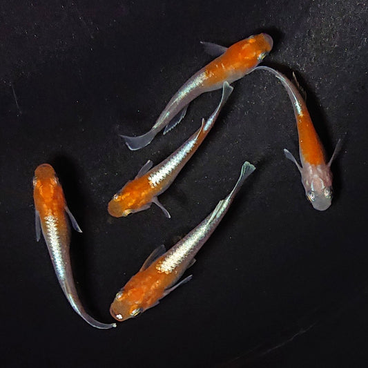 【現物】豆紅エボリューション　5匹　オス2メス3　2737
