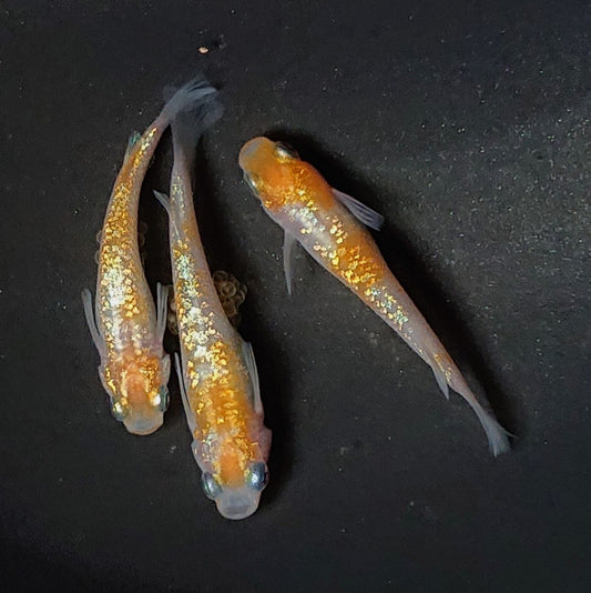 【現物】王華　3匹　オス1メス2　2754