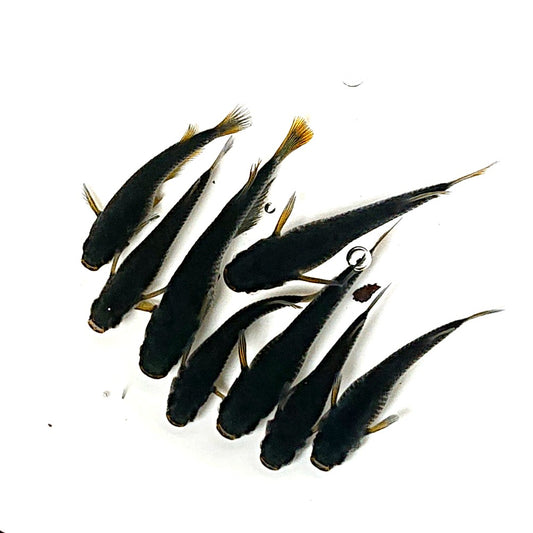 【現物】黒天幻龍　4ペア　2776