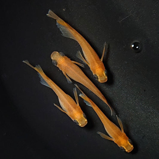 【現物】【NEW】パンダ紅帝リアルキッシングワイドフィン　4匹　オス3メス1　2785