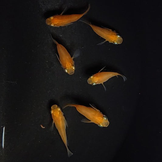 【現物】紅帝本だるま　3ペア　2842