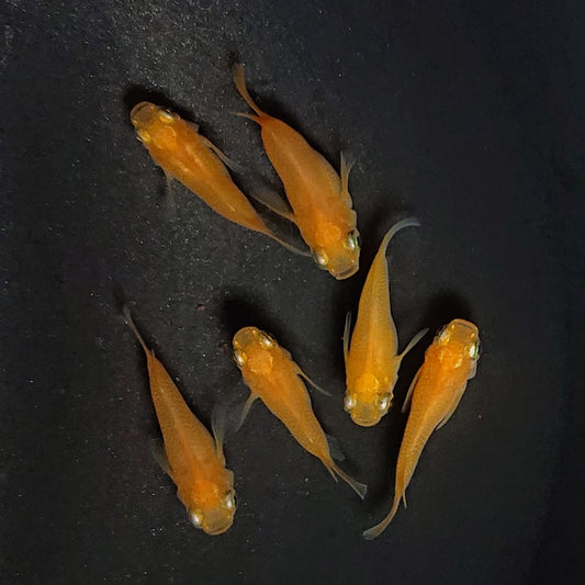【現物】紅帝本だるま　3ペア　2862
