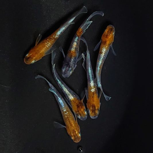 【現物】菊銀紅玉　6匹　オス4メス2　2871