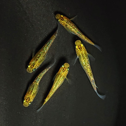 【いぶきの日】ヒミツヘイキ×鬼ラメ×夜桜ゴールド　5匹＋保障1匹セット　3283