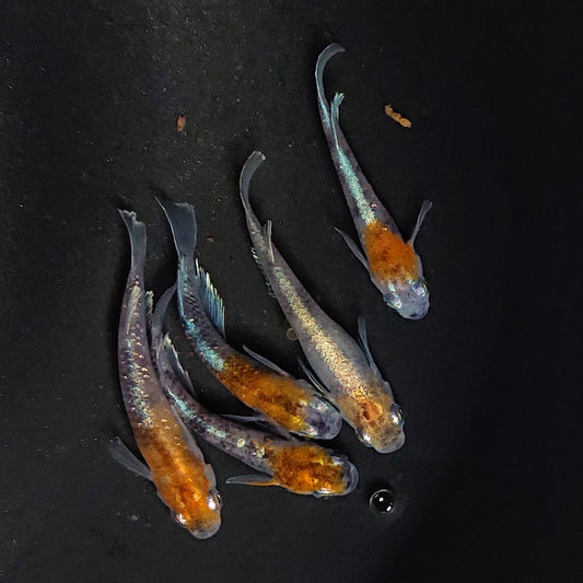 【現物】菊銀紅玉　5匹　オス3メス2　2885