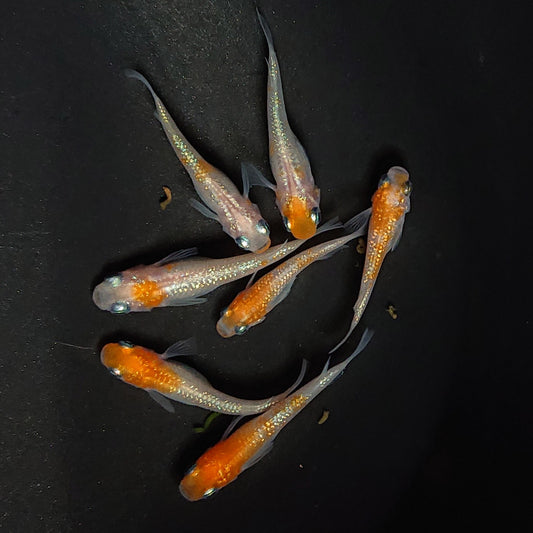 【現物】王華　7匹　オス3メス4　2929