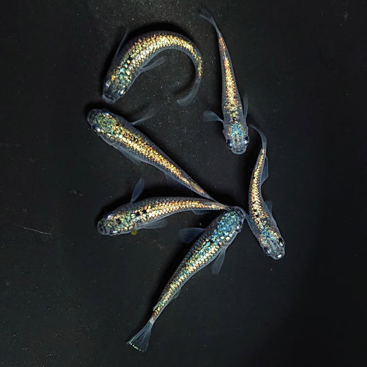 【いぶきの日】ネプチューンブルー　5匹＋保障1匹セット　3282