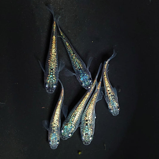 【いぶきの日】ネプチューンブルー　10匹＋保障2匹セット　　2954