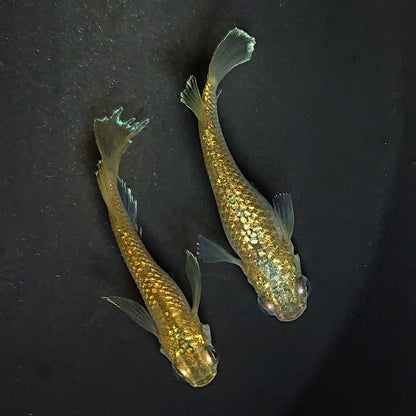 【稚魚】アハルテケ(あはるてけ) 指宿(いぶすき)メダカ 稚魚10匹