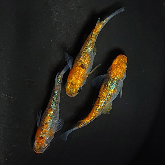【現物イベント限定】大輝（まさき）稚魚　10匹　湊養魚場様直系F1　3029