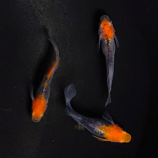 【現物イベント限定】かぐや稚魚　10匹　星田めだか様直系F1　3031