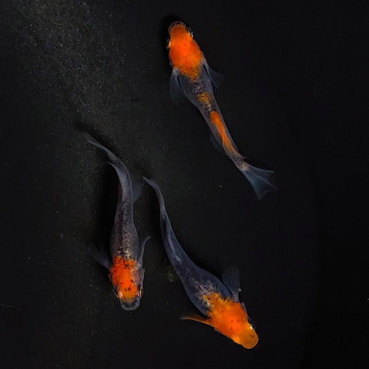 【稚魚】かぐや(かぐや) 指宿(いぶすき)メダカ 稚魚10匹