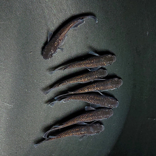 【現物】【NEW】ブラックダイヤ上見強ラメ 漆黒血統　7匹　オス3メス4　2991