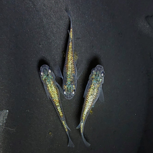 【いぶきの日】サファ王　10匹＋保障2匹セット　3065