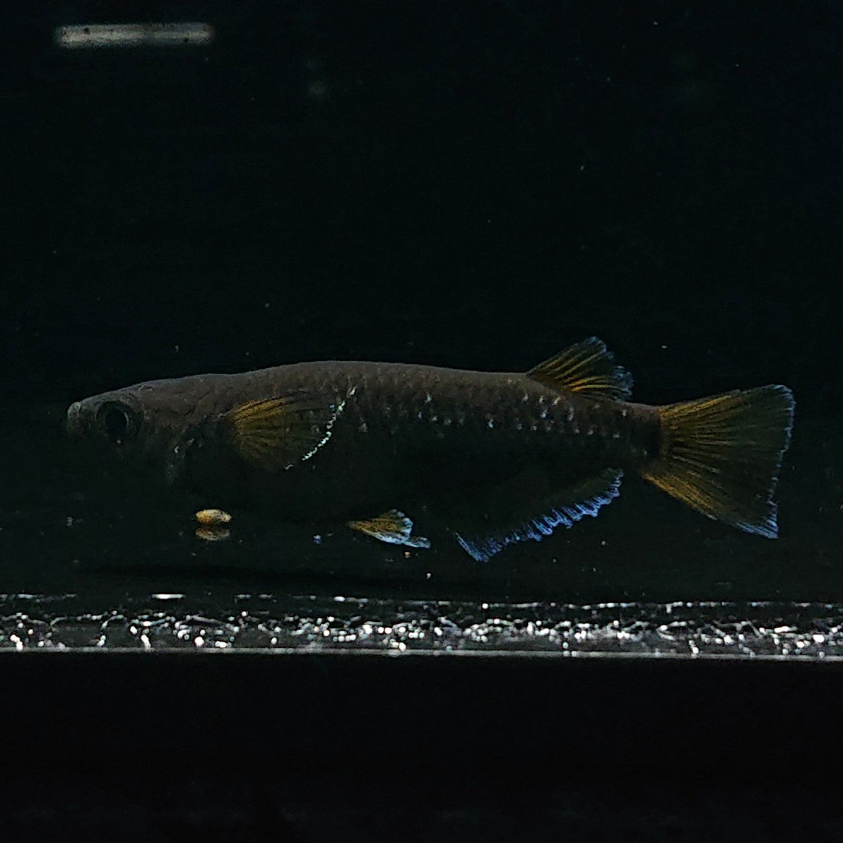 現物】オランジェ 4匹 オス1メス3 3067 – いぶき | 指宿メダカと