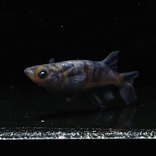 【現物イベント限定】コールドムーン稚魚　10匹　3109