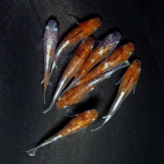 【現物】菊銀紅玉　4ペア　3094