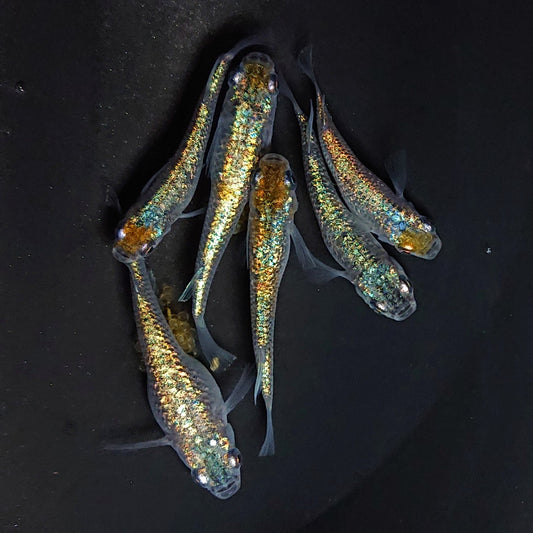 【稚魚】サファ王(さふぁおう) 指宿(いぶすき)メダカ 稚魚10匹