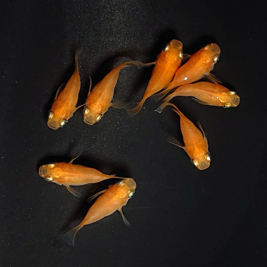 【現物】紅帝本だるま　3ペア+保障1ペア　3098