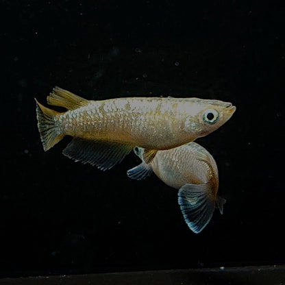 【稚魚】アハルテケ(あはるてけ) 指宿(いぶすき)メダカ 稚魚10匹