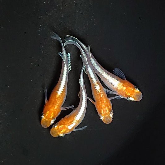 【現物イベント限定】豆紅エボリューション　稚魚10匹　3784