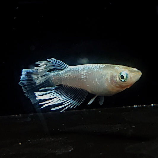 【現物】【NEW】蓬菊　3匹　オス1メス2　生後約2ヶ月　3136