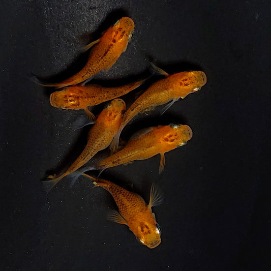 【現物】紅薊だるま　6匹　オス2メス4　3140