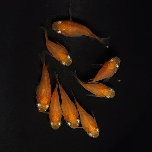【現物】紅帝だるま　3ペア＋保障1ペア