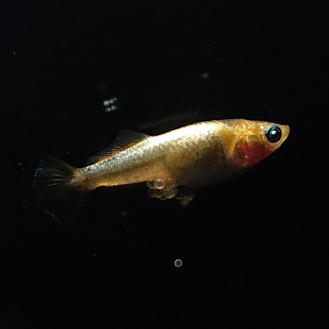 【現物】レッドオーブ　3匹　オス1メス2　3155