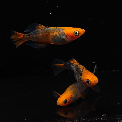 【現物】かぐや　強ブラックリム　2ペア　メス1匹 ショートボディ　3153