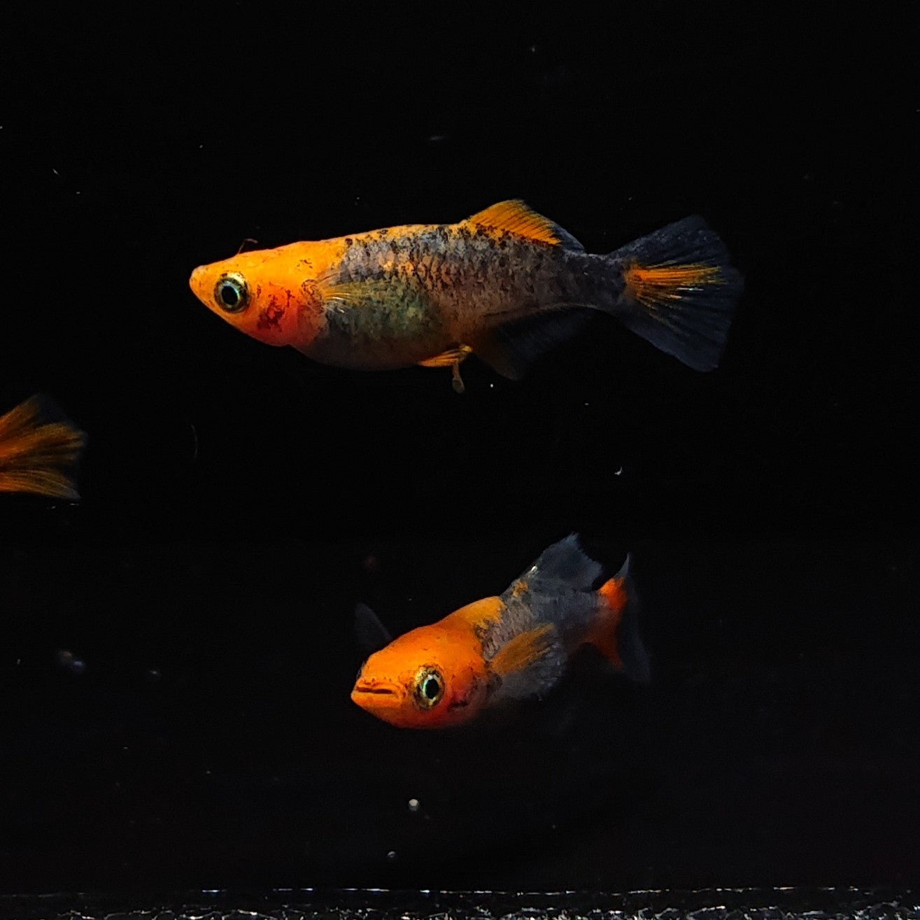 【現物】かぐや　強ブラックリム　2ペア　メス1匹 ショートボディ　3153