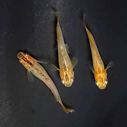 【現物】レッドオーブ　3匹　オス1メス2　3155