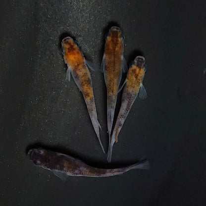 【現物】和墨三色　2ペア　3162