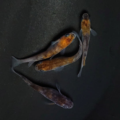 【現物】和墨三色　2ペア　3162