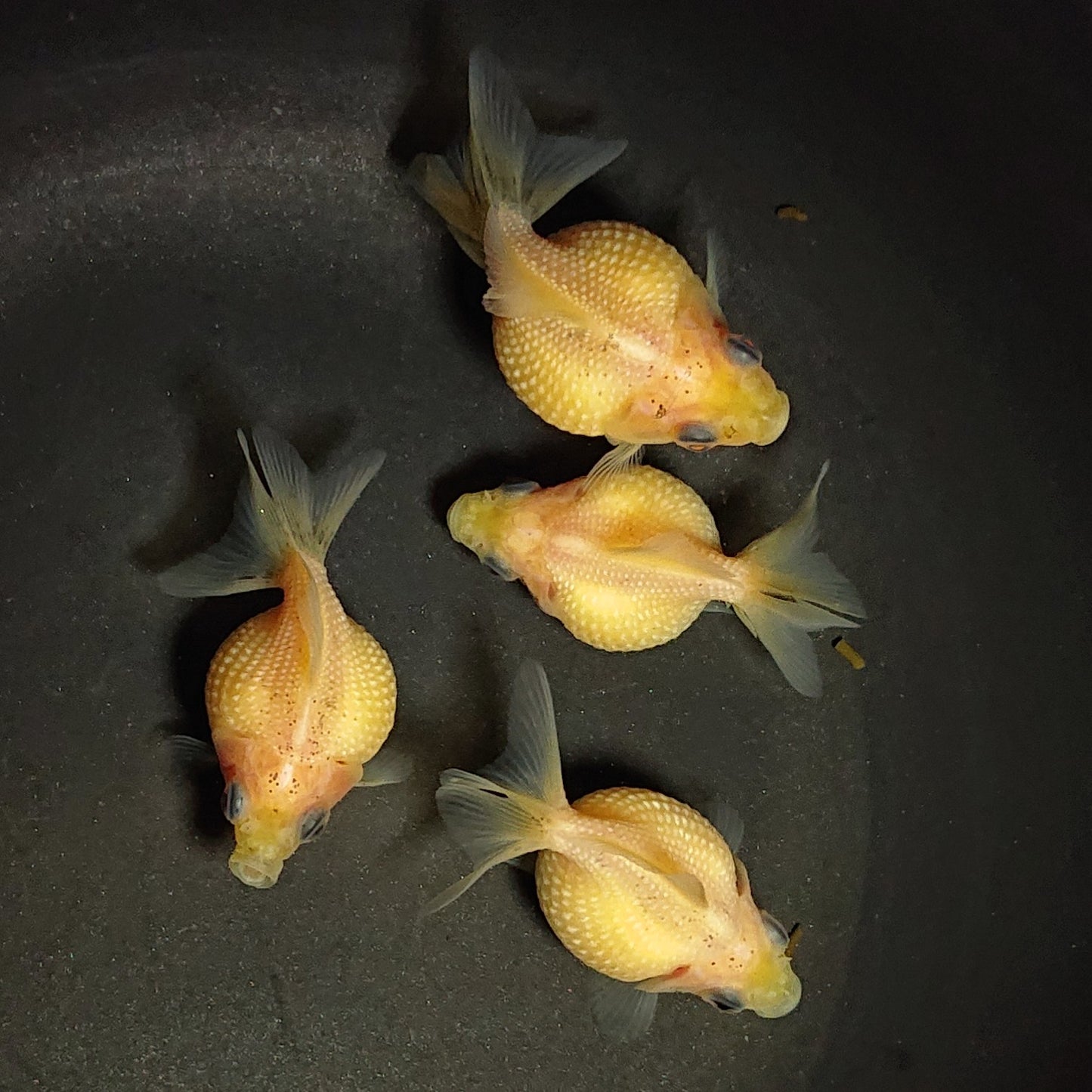 【現物】ミルクピンポンパール（指宿産）　4匹　【送料別】　3178