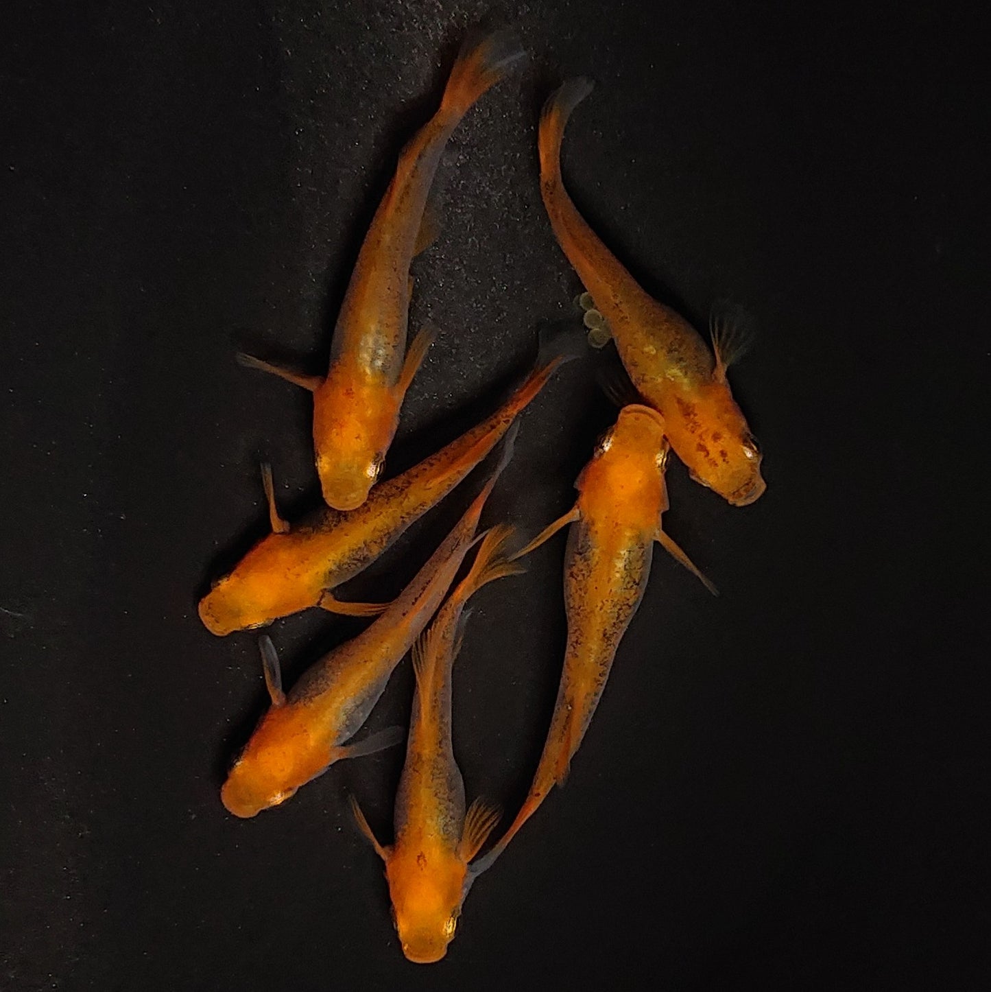 【現物】飛燕　6匹　オス2メス4　3177
