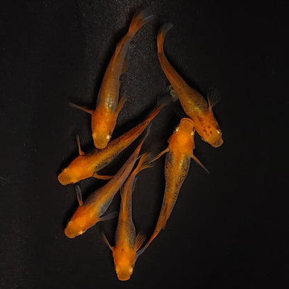 【現物】飛燕　6匹　オス2メス4　3177