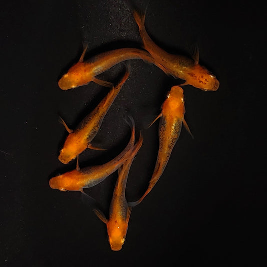 【現物】飛燕　6匹　オス2メス4　3177