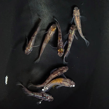 【現物】コールドムーン　4ペア　　3188