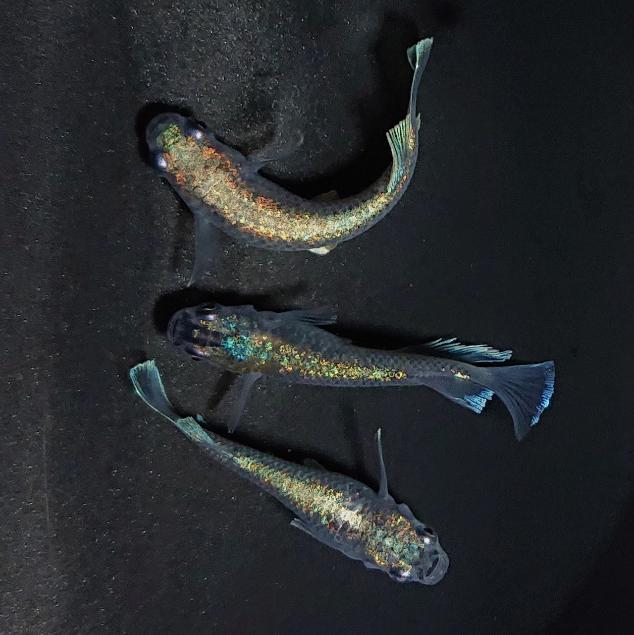 【現物】アハルテケ ブルー　3匹　オス1メス2　　3185